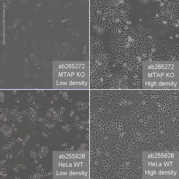 Cell Culture - Human MTAP knockout HeLa cell line (AB265272)