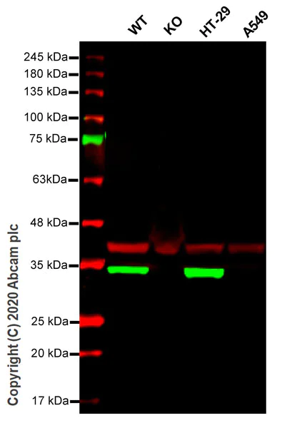 Western blot - Human MTAP knockout HeLa cell line (AB265272)