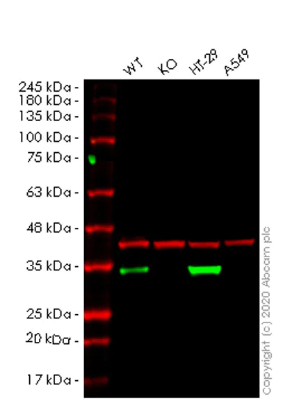 Western blot - Human MTAP knockout HeLa cell lysate (AB257194)