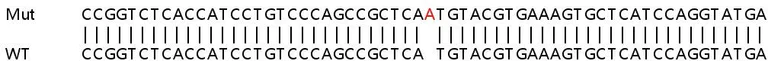 Sanger Sequencing - Human MTCH2 knockout HEK-293T cell line (AB266083)
