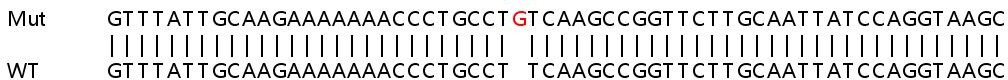 Sanger Sequencing - Human MTHFD1L knockout HEK-293T cell line (AB266135), expandable thumbnail