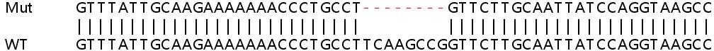 Sanger Sequencing - Human MTHFD1L knockout HEK-293T cell line (AB266135), expandable thumbnail