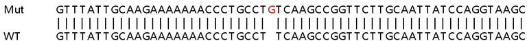 Sanger Sequencing - Human MTHFD1L knockout HEK-293T cell lysate (AB258976)