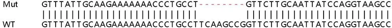 Sanger Sequencing - Human MTHFD1L knockout HEK-293T cell lysate (AB258976)