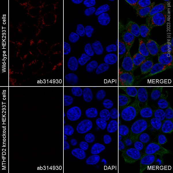 Immunocytochemistry/ Immunofluorescence - Human MTHFD2 knockout HEK-293T cell line (AB266383)