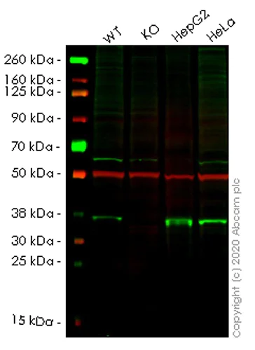 Western blot - Human MTHFD2 knockout HEK-293T cell lysate (AB258528)