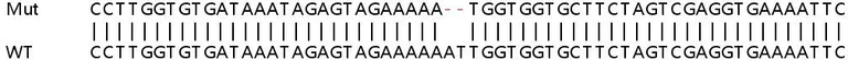 Sanger Sequencing - Human MTMR2 knockout HeLa cell lysate (AB263262)