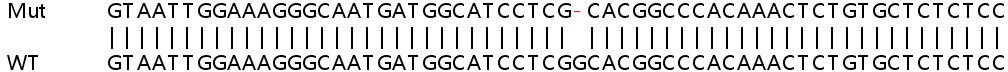 Sanger Sequencing - Human MTMR3 knockout HeLa cell lysate (AB263263), expandable thumbnail