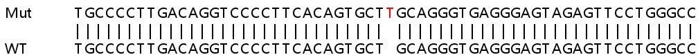 Sanger Sequencing - Human MTMR4 knockout HEK-293T cell line (AB266411)