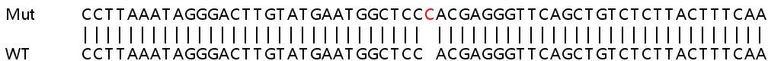 Sanger Sequencing - Human MTRNR2L8 knockout HEK-293T cell line (AB266534)