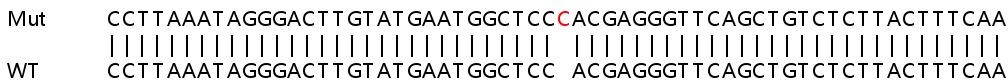 Sanger Sequencing - Human MTRNR2L8 knockout HEK-293T cell lysate (AB263265)