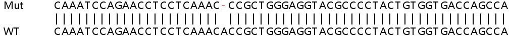 Sanger Sequencing - Human MVP knockout HeLa cell line (AB264817), expandable thumbnail