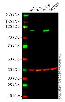 Western blot - Human MVP knockout HeLa cell line (AB264817), expandable thumbnail
