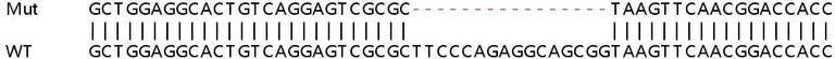 Sanger Sequencing - Human MX2 knockout A549 cell line (AB267147)