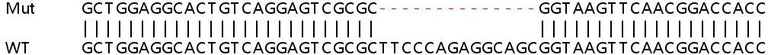 Sanger Sequencing - Human MX2 knockout A549 cell line (AB267147)