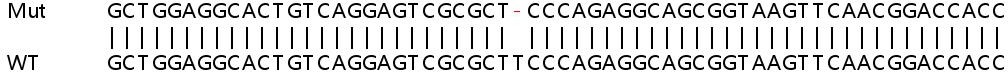Sanger Sequencing - Human MX2 knockout A549 cell lysate (AB258979), expandable thumbnail