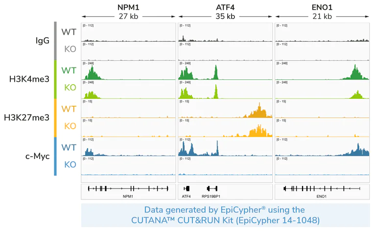 ChIC/CUT&RUN sequencing - Human MYC (c-Myc) knockout HEK-293T cell line (AB256500)