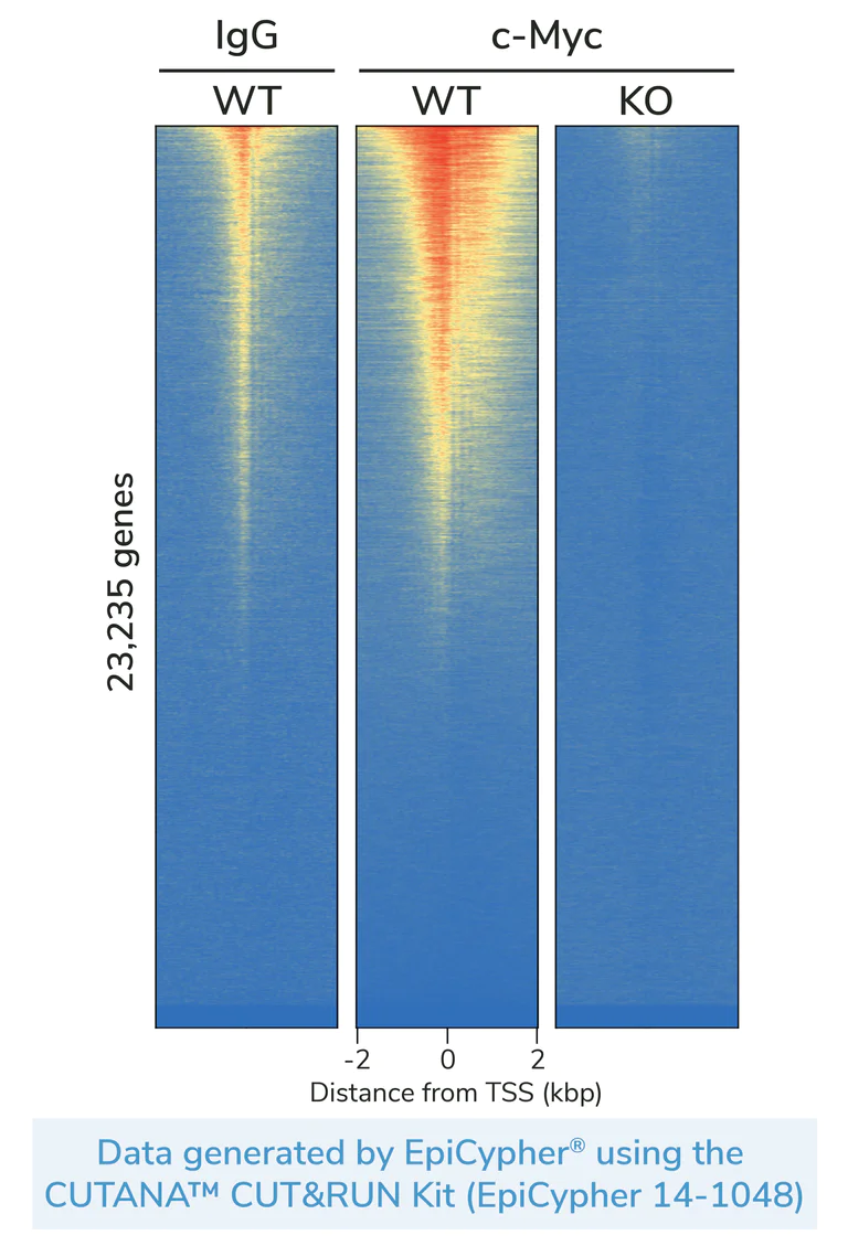 ChIC/CUT&RUN sequencing - Human MYC (c-Myc) knockout HEK-293T cell line (AB256500)