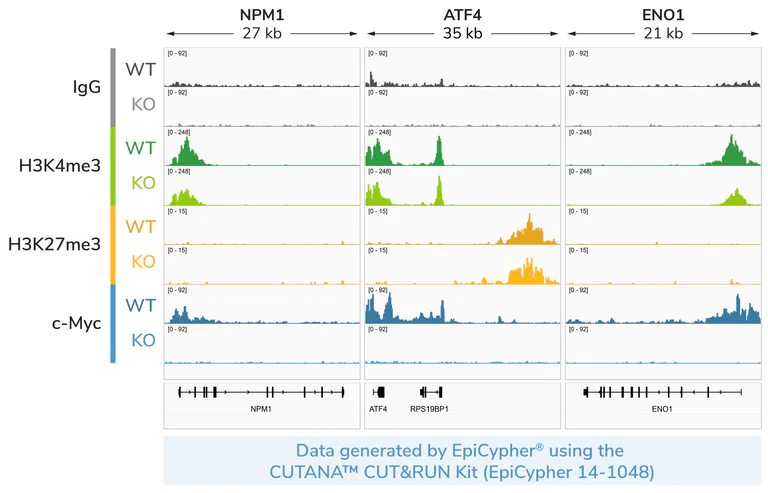 ChIC/CUT&RUN sequencing - Human MYC (c-Myc) knockout HEK-293T cell line (AB256500)