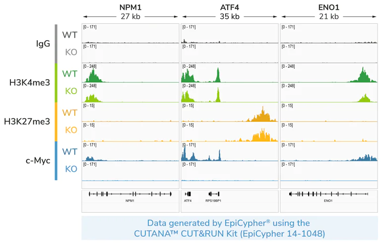 ChIC/CUT&RUN sequencing - Human MYC (c-Myc) knockout HEK-293T cell line (AB256500)