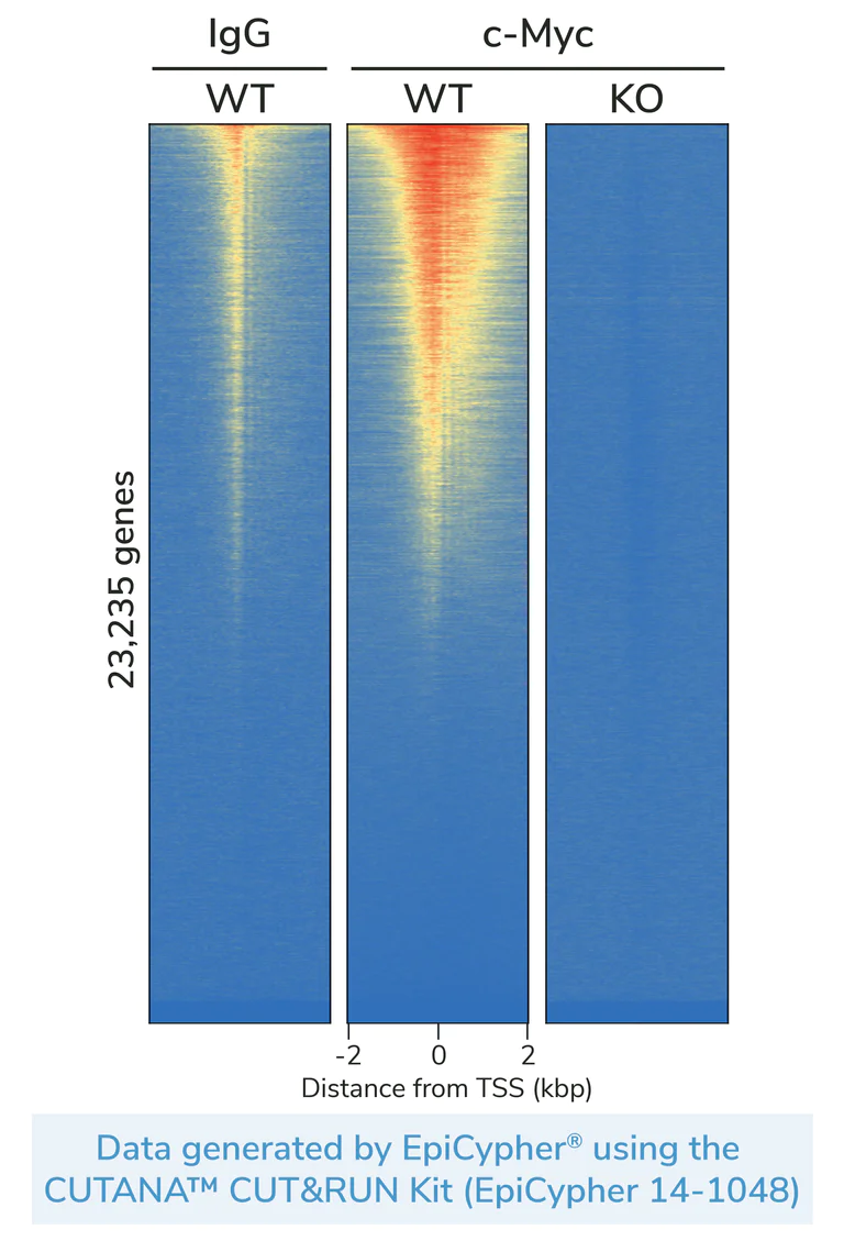 ChIC/CUT&RUN sequencing - Human MYC (c-Myc) knockout HEK-293T cell line (AB256500)