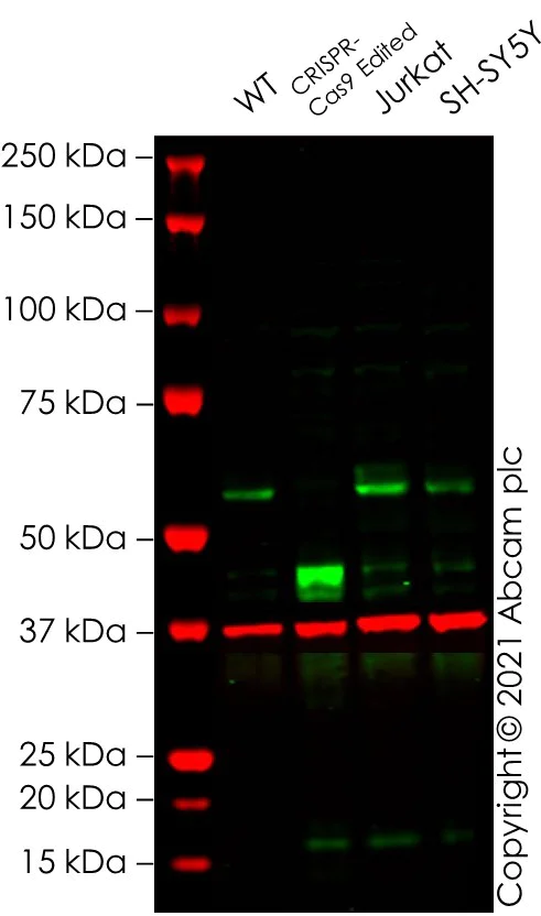 Western blot - Human MYC (c-Myc) knockout HEK-293T cell line (AB256500)
