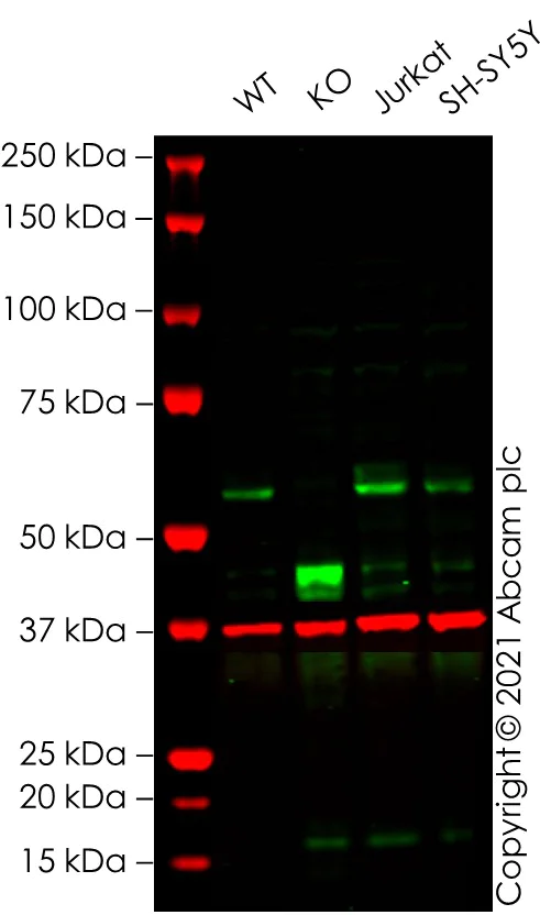 Western blot - Human MYC (c-Myc) knockout HEK-293T cell lysate (AB263850)