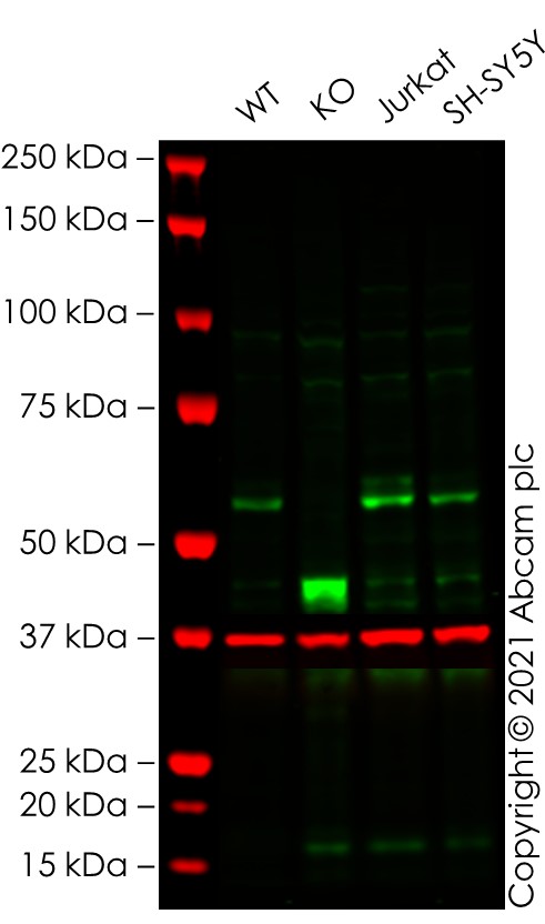 Western blot - Human MYC (c-Myc) knockout HEK-293T cell lysate (AB263850)