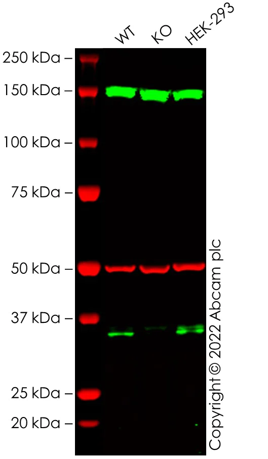 Western blot - Human MYD88 knockout A549 cell line (AB286715)