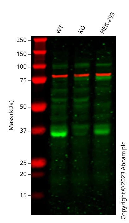 Western blot - Human MYD88 knockout A549 cell line (AB286715)