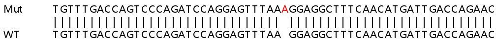 Sanger Sequencing - Human MYL9 knockout HeLa cell line (AB266036), expandable thumbnail