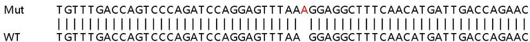 Sanger Sequencing - Human MYL9 knockout HeLa cell lysate (AB256999)