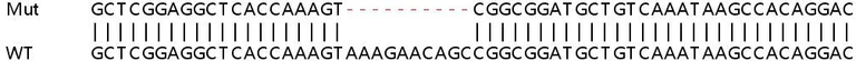 Sanger Sequencing - Human MYOF (Myoferlin) knockout HeLa cell line (AB265782)