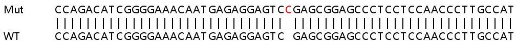 Sanger Sequencing - Human MYPN knockout HeLa cell line (AB266058)