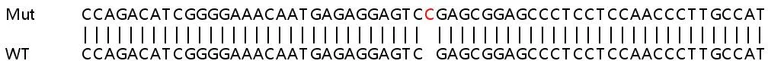 Sanger Sequencing - Human MYPN knockout HeLa cell lysate (AB258981)
