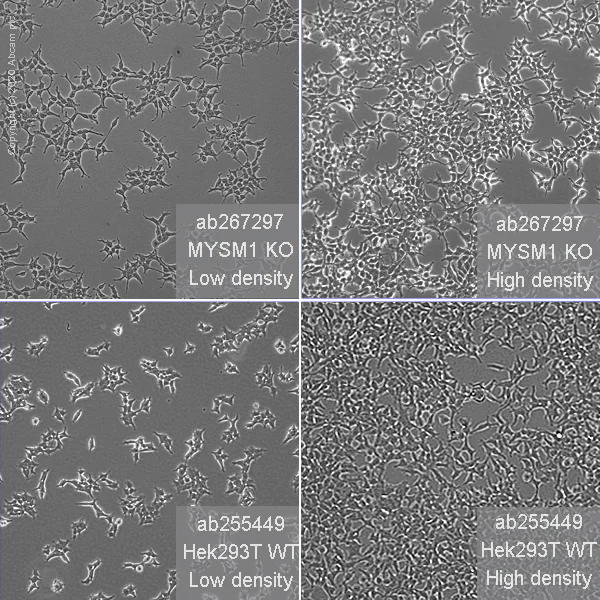 Cell Culture - Human MYSM1 knockout HEK-293T cell line (AB267297)