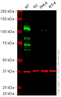 Western blot - Human MYSM1 knockout HEK-293T cell line (AB267297)