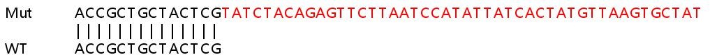 Sanger Sequencing - Human MZT1 knockout HeLa cell line (AB265808)