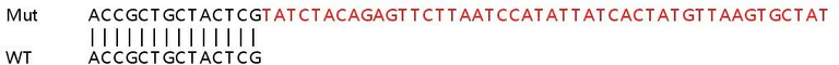 Sanger Sequencing - Human MZT1 knockout HeLa cell line (AB265808)