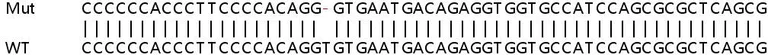 Sanger Sequencing - Human NAA60 (FLJ14154) knockout HeLa cell line (AB265472)