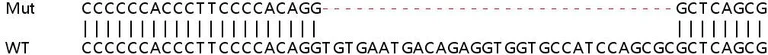 Sanger Sequencing - Human NAA60 (FLJ14154) knockout HeLa cell line (AB265472)