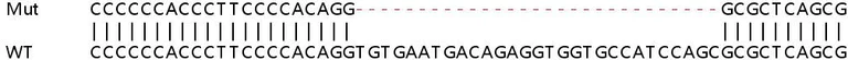 Sanger Sequencing - Human NAA60 (FLJ14154) knockout HeLa cell line (AB265472)