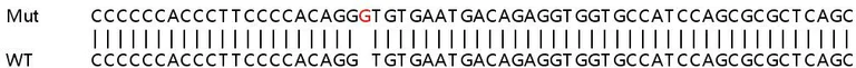 Sanger Sequencing - Human NAA60 (FLJ14154) knockout HeLa cell line (AB265472)