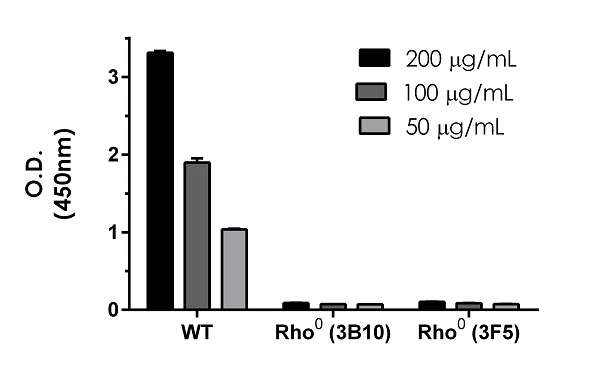 Sandwich ELISA - Human NADH dehydrogenase ELISA Kit (Complex I) (AB178011)
