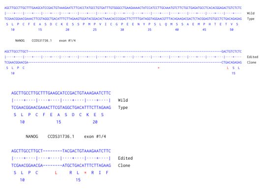 Human NANOG knockout HCT116 cell line