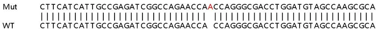 Sanger Sequencing - Human NANS knockout HEK-293T cell line (AB266134)