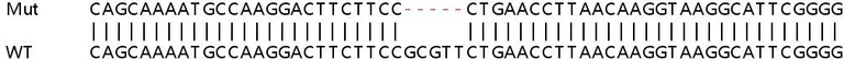 Sanger Sequencing - Human NARF (IOP2) knockout HeLa cell lysate (AB263272)