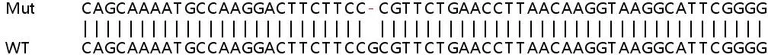 Sanger Sequencing - Human NARF (IOP2) knockout HeLa cell lysate (AB263272)
