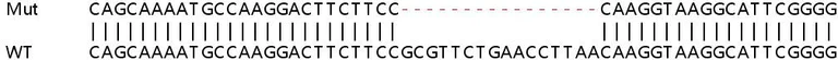 Sanger Sequencing - Human NARF (IOP2) knockout HeLa cell lysate (AB263272)