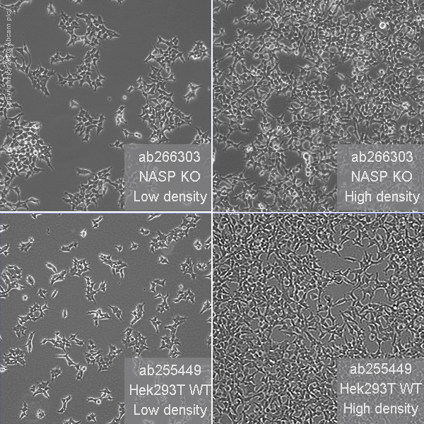 Human NASP knockout HEK-293T cell line